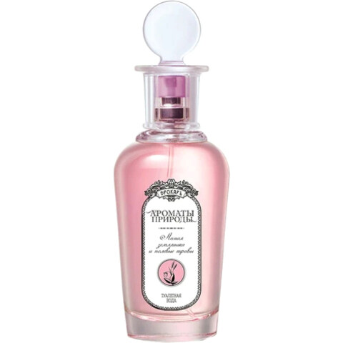 Aromaty prirody - Lesnaya zemlyanika i polevyye travy